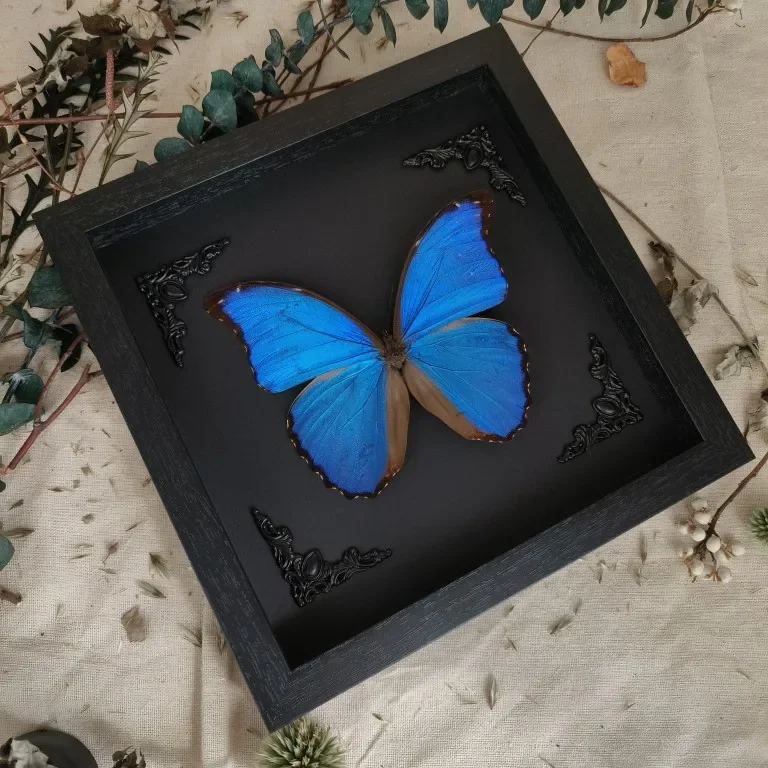 Morpho Menelaus Really Butterfly Specimen Photo Frame Decorative Painting Ornament Big Blue Flash Butterfly Birthday Gift