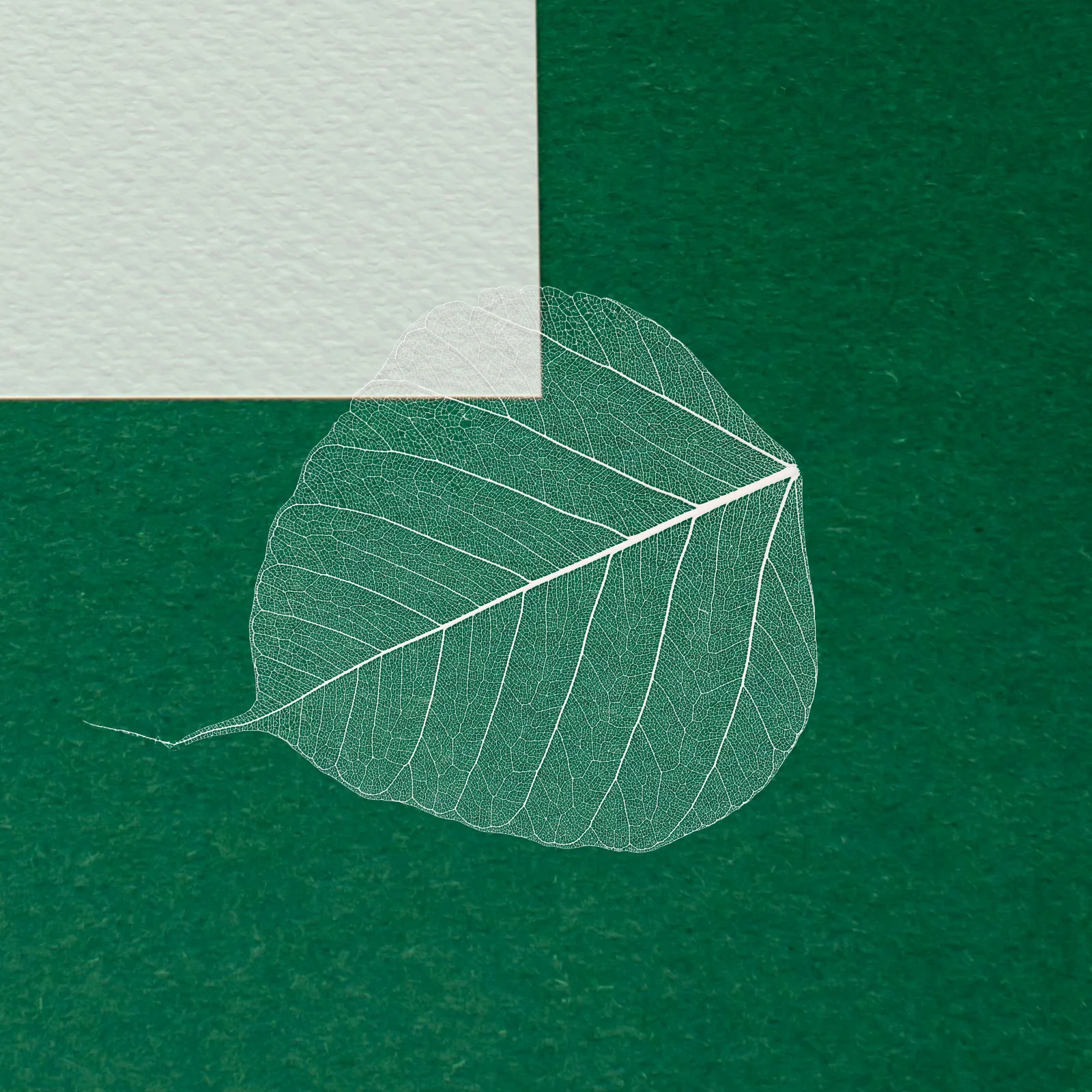 

20pcs Leaf Natural Rubber Diy Materials For Bookmarks Dried Flowers Craft Supplies Decoration Greeting Cards Wedding