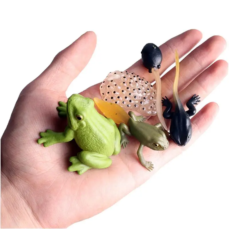 Frogs Life Cycle Realistic Animal Life Growth Cycle Biological Model Figure Toy Classroom Accessories Party Supplies Desktop