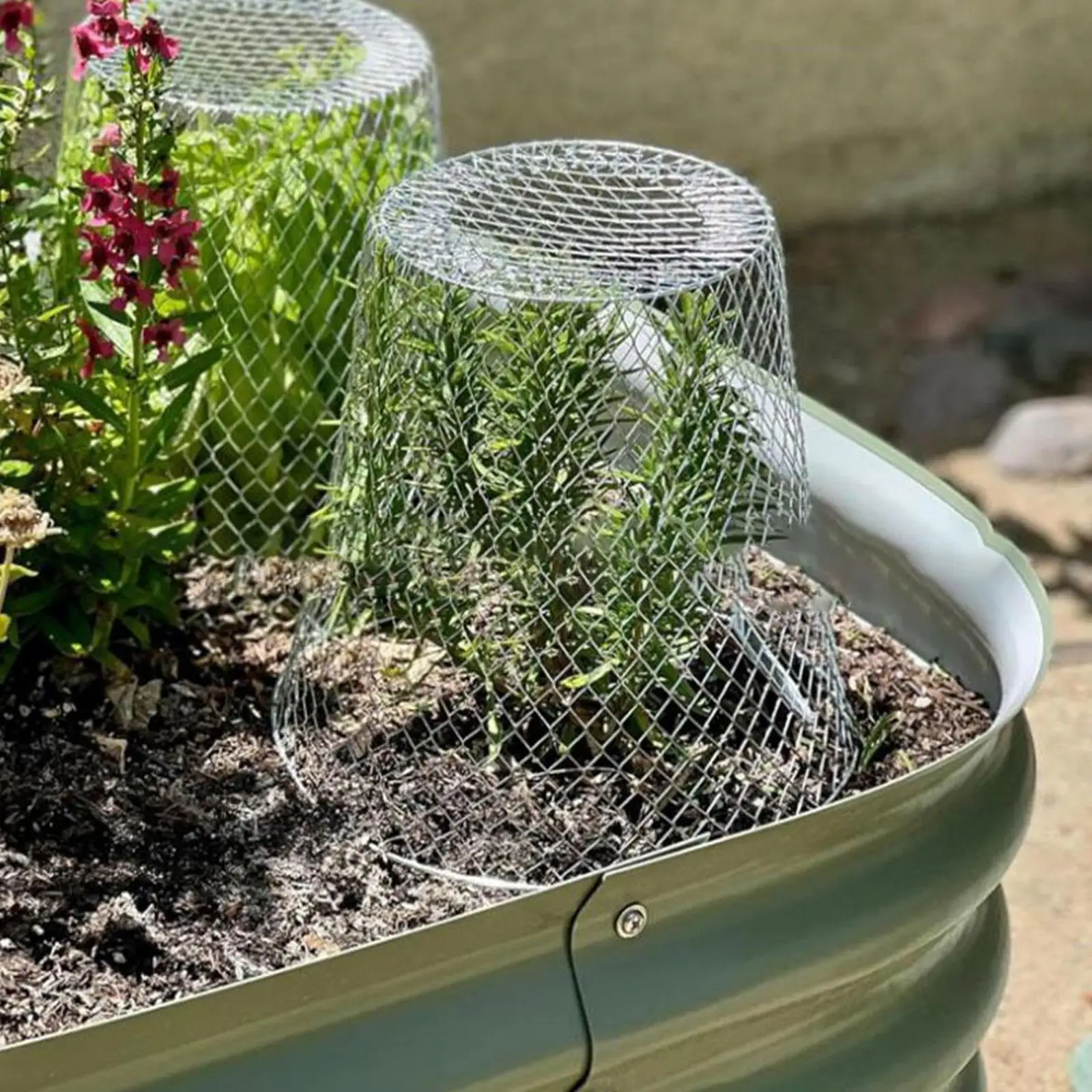 

Garden Plant Cloche Accessories Gardening Accessories Planters Pot Vegetables Fruits Sturdy Multifunctional Plant Cover Guard