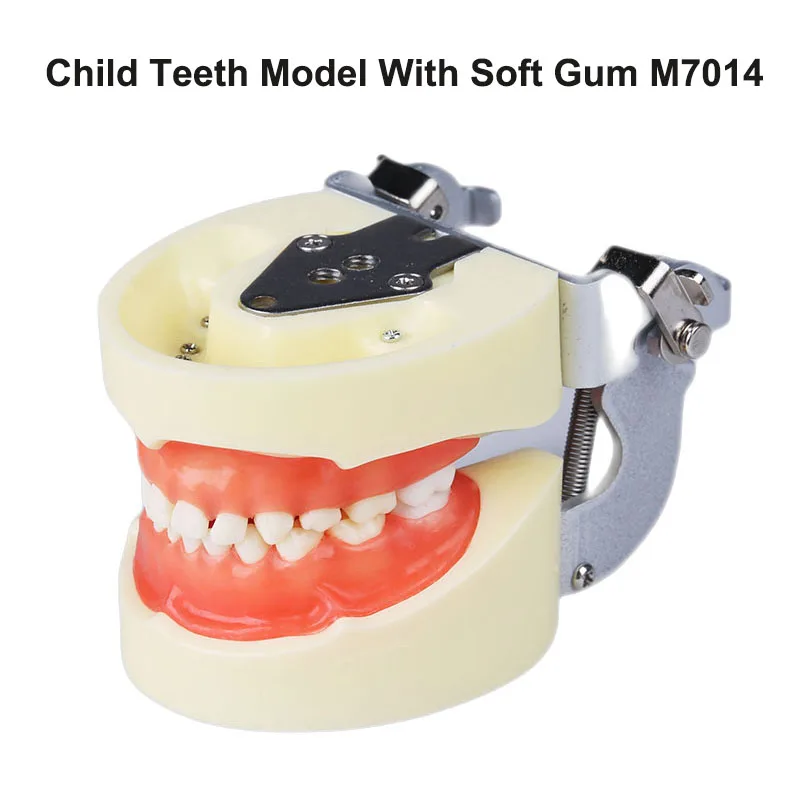 Standard Child Teeth Model M7014 with Soft Gum Dental Pediatric Practice Teeth Model For Kids Dentist Clinic Study Tooth Model