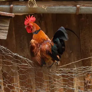 طوق دجاج مضاد للخطاف ، أطواق رباط رقبة خالية من الضوضاء ، منع دجاج الغراب ، لوازم الديك ، 2 قطعة أعلى 8 مبيعات طوق دجاج - رقم 7