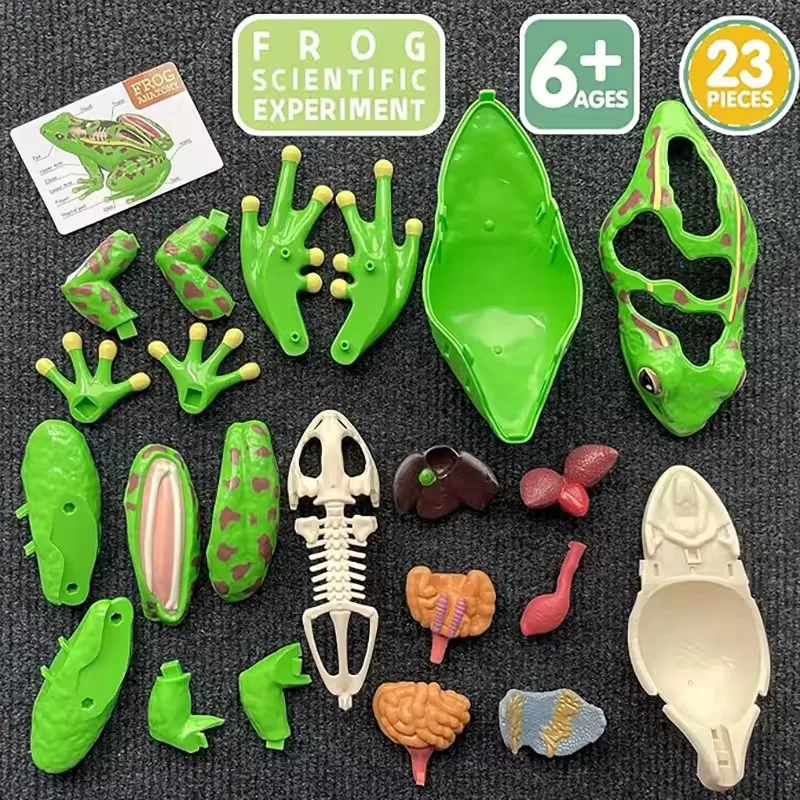 4D Frog Anatomy Model Montessori Toys Detachable Frog Organs STEM Biology Education Teaching Aid Early Learning Toy for Childre