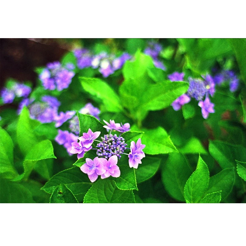 Fujifilm Superia Premium 400 컬러 35mm 필름 36 노출(X-tra 400 업그레이드 에디션) 135 포맷 카메라용 - 만료일:1.2026