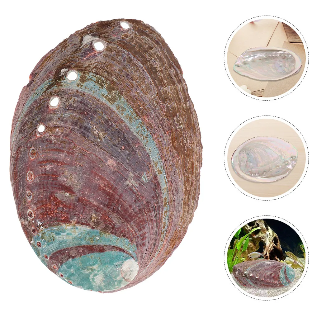 Natural Rough Abalone Shell Aromatherapy Holder Bowl for Burning Incense Essential Oils Fish Tank Decoration Household Decor