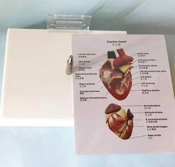 3D Dog Heart Anatomical Model Biological Science Teaching Demonstration Model
