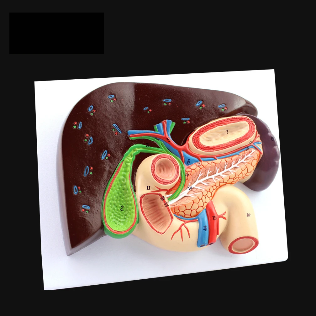 

Медицинские Hepatobilier Pankreas модель двенадцатиперстной кишки Struktur, анатомические Обучающие принадлежности, профессиональные технические инструменты