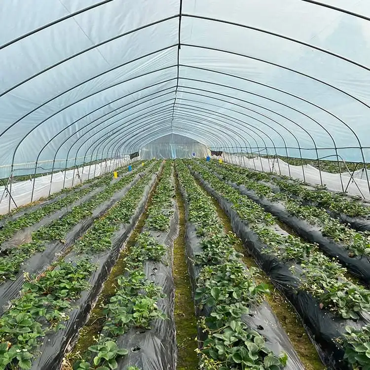 

Customized greenhouseLow-Cost Single-Span Film Tunnel Greenhouse for Vegetables, Hot-Dip Galvanized Frame