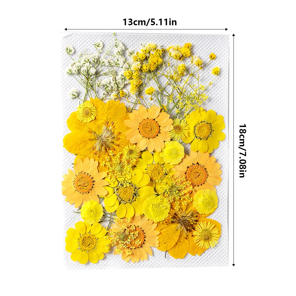 Natural Dried Flower Pressed Floral Decoration Embossed Flowers Preserved Plants Household Supplies Jewelry Decal