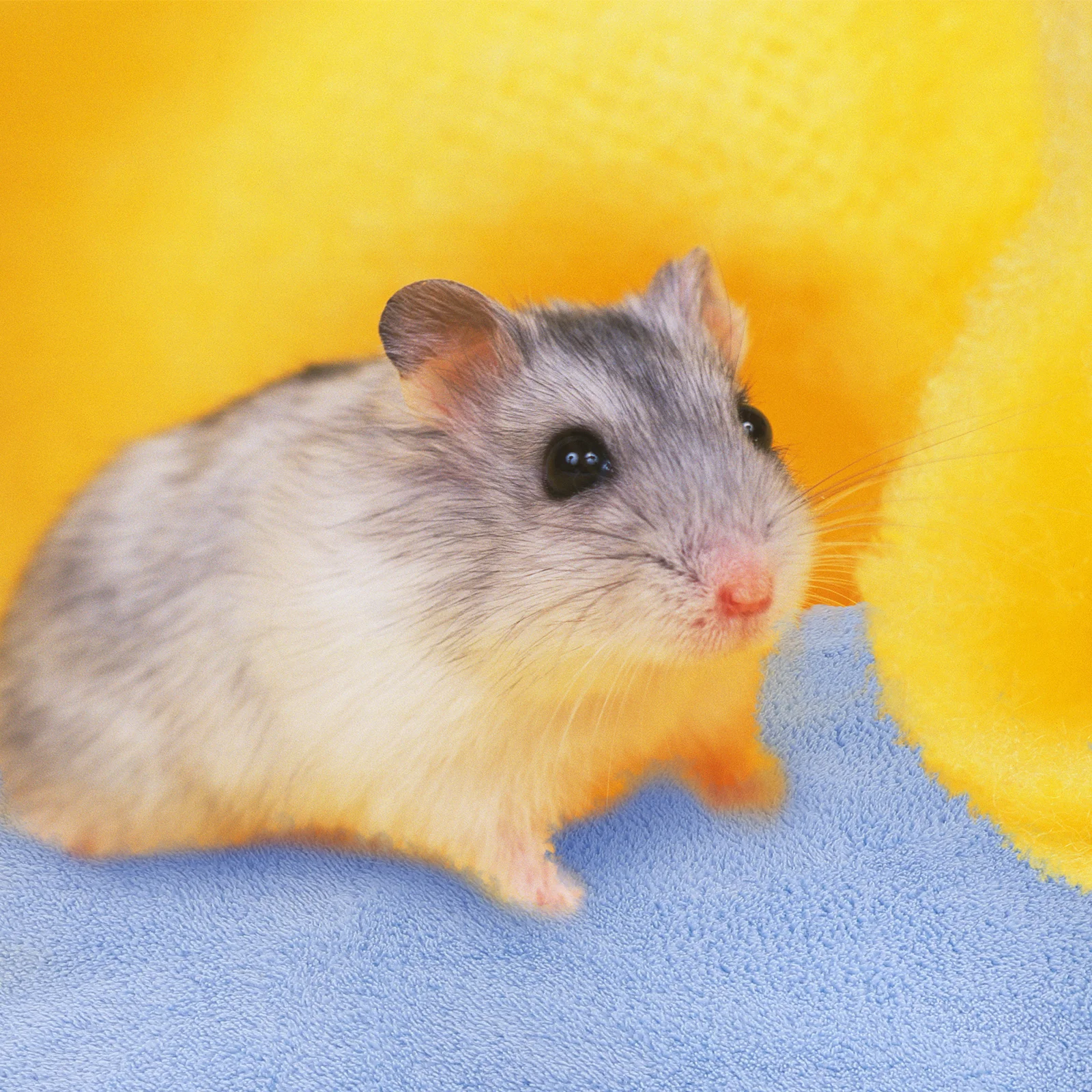 

6 Pcs Guinea Pig Bath Towel along with Bedding Cage Blankets Towels Hamster Coral Fleece Small Animals Supplies Pet