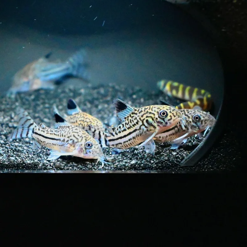 Fish tank, cave, dome, plastic aquarium decoration, hiding place/cellar tunnel for fish and shrimp to rest in water