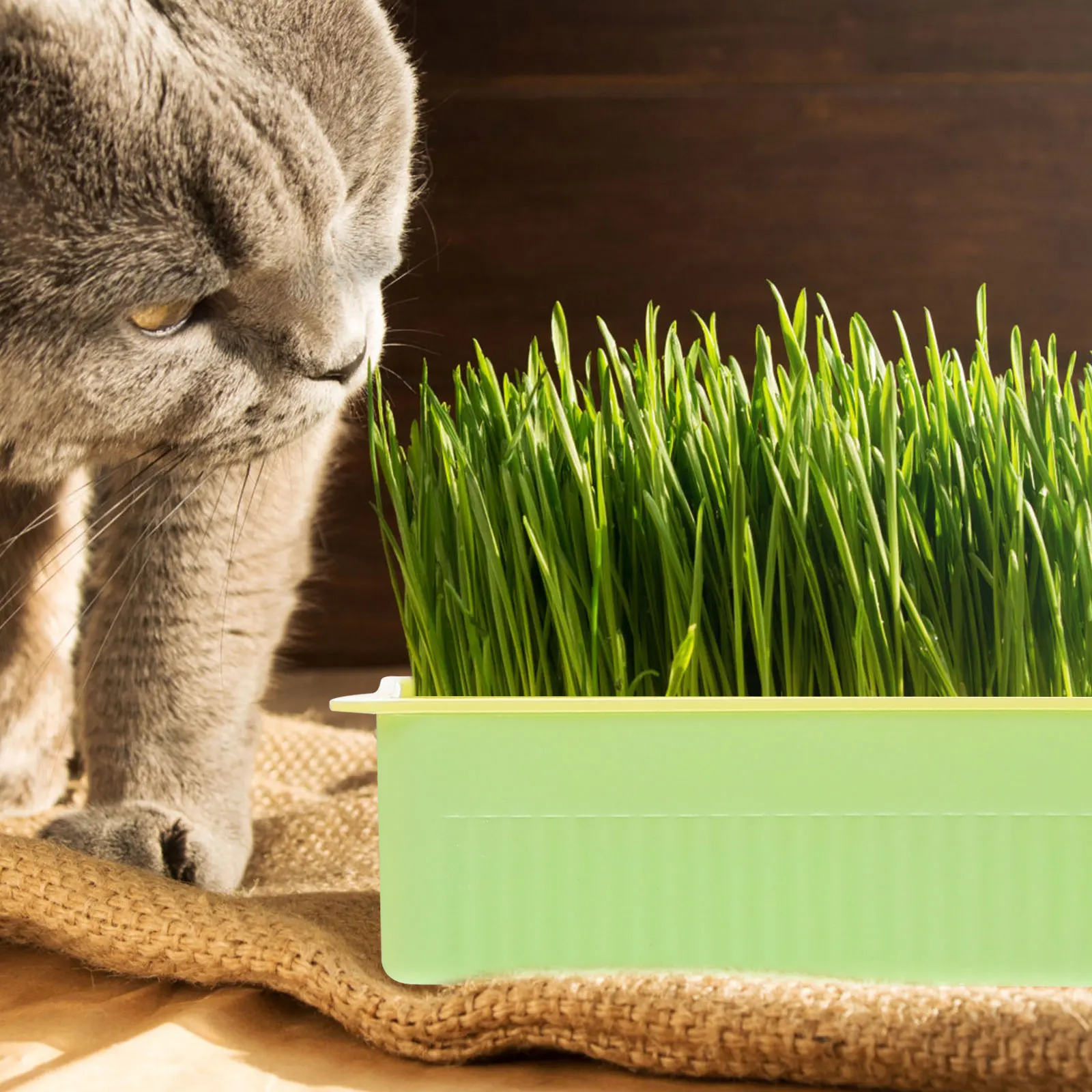 

2 Pcs Cat Grass Planter Set Hydroponic Water Cats Pet Pots Plants Flower Box Orange Green Gardening Supplies