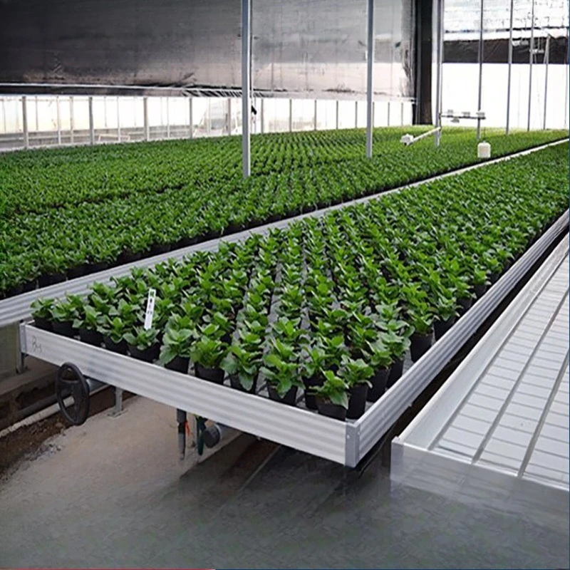 Specjalizowana automatyczna nawadniająca ruchoma szafa hydroponiczna do uprawy sadzonek w kulturze wodnej, rok 2025.