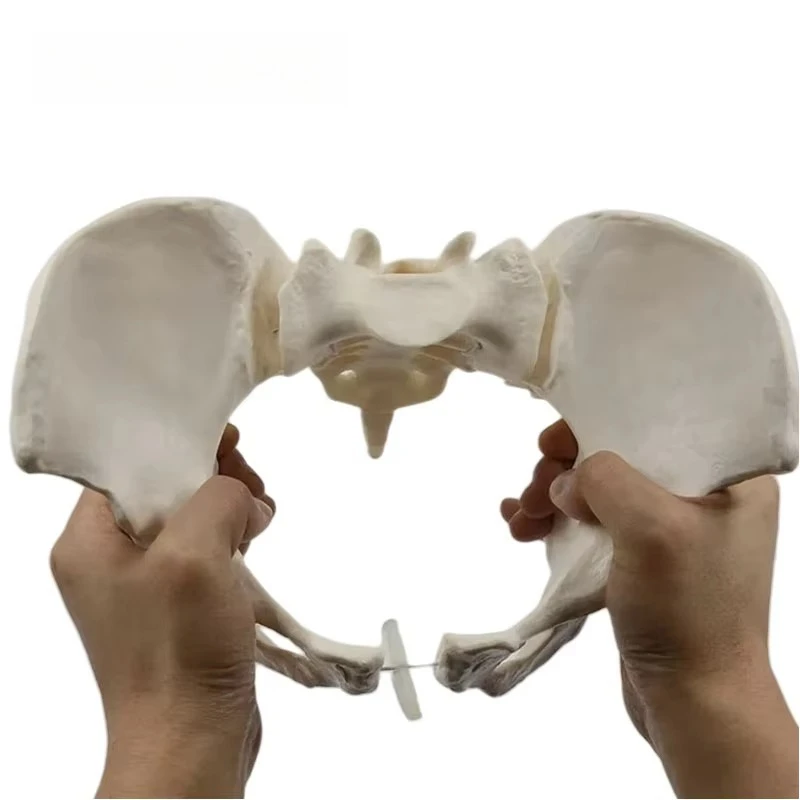 1:1 Life Size Female Pelvis Model Human Skeleton Model Specimen Hip Skeleton Anatomy Medical Tool school Skeletal Educational