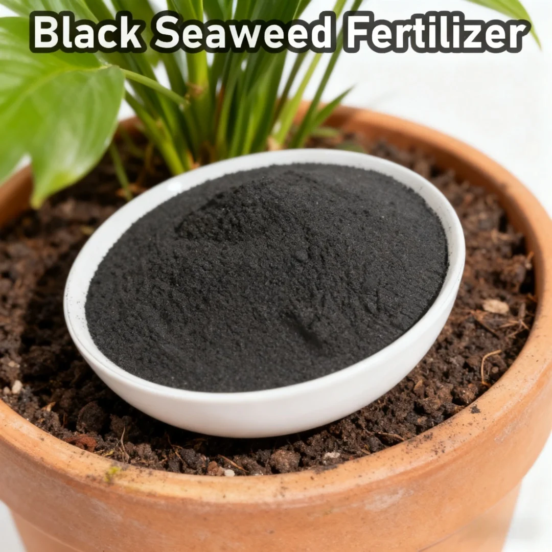 50g Premium Black Seaweed Organic Fertilizer - All-Natural Plant Nutrient Rich in Minerals Boost Soil & Yield Eco-Friendly