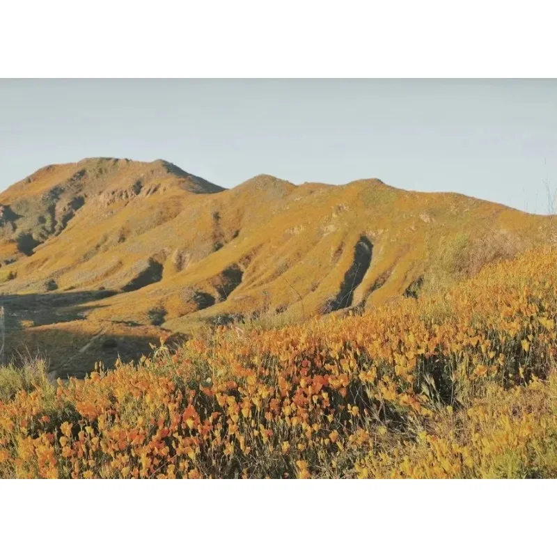 Bixby Bridge Alcatraz Island Bull Elk Windmills California Landscape Minimalist Wall Art Canvas Painting Posters for Home Dec
