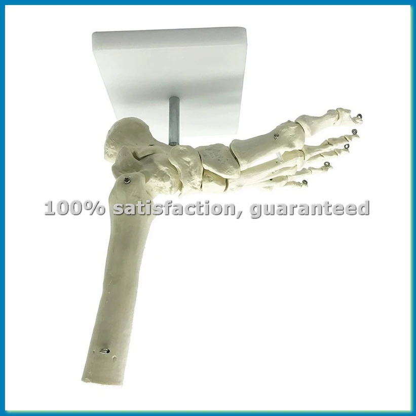 1:1 Human Skeleton Foot Anatomy Model Foot and Ankle with Shank Anatomical Model Anatomy Teaching Resources-A79U