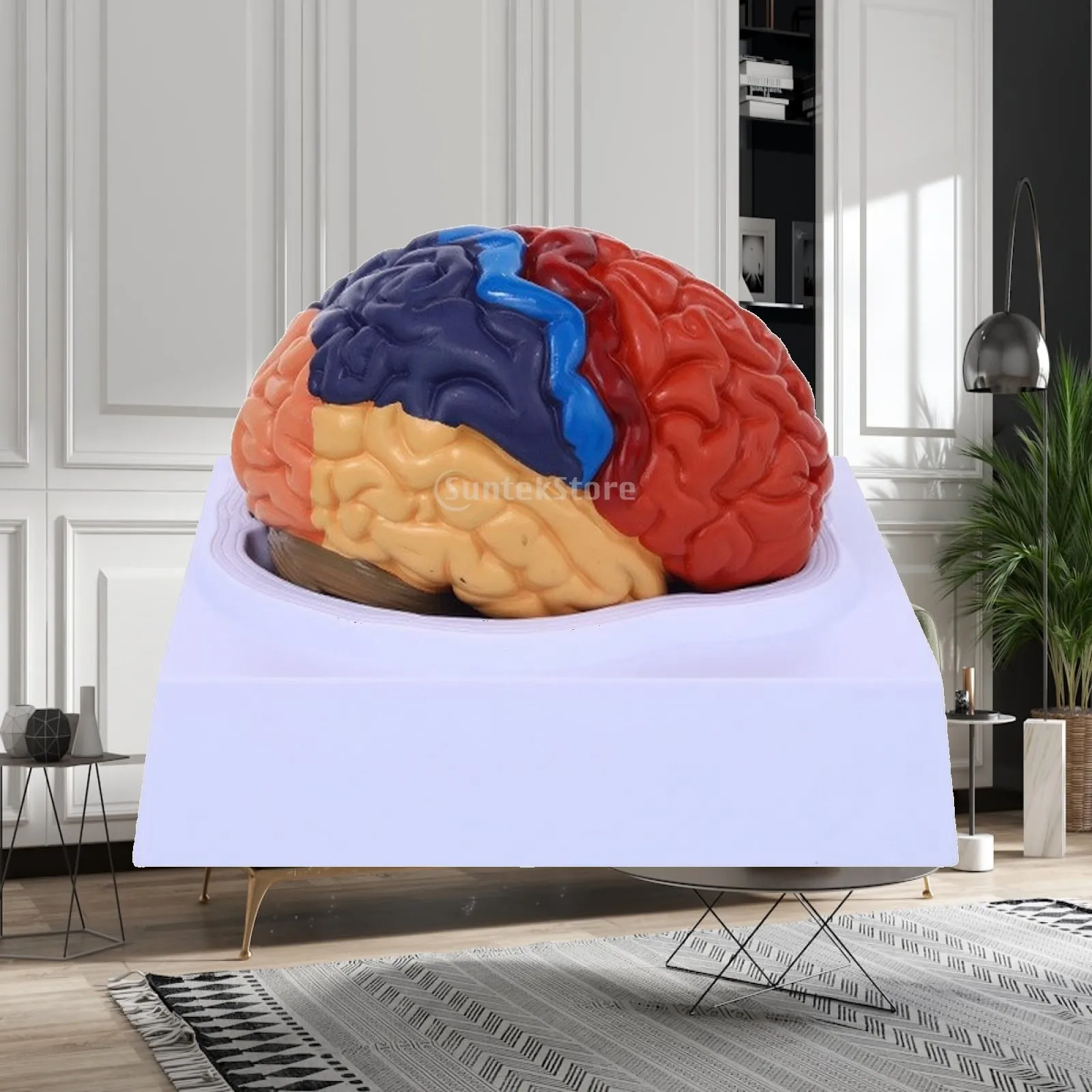 Human Brain Teaching Ai Anatomy Model with Three Dimensional Morphology for Laboratory and Medical Education Use