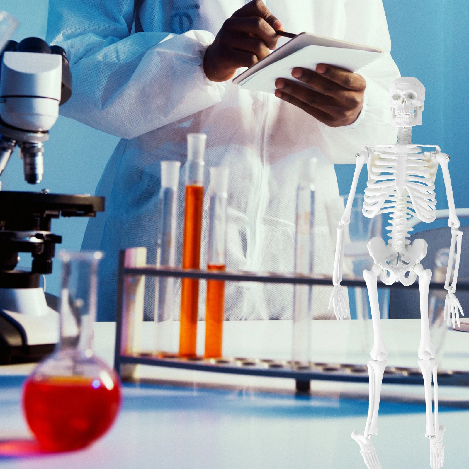 

Specimen Student Female Anatomy Medical Professional Human Body Bone Educational