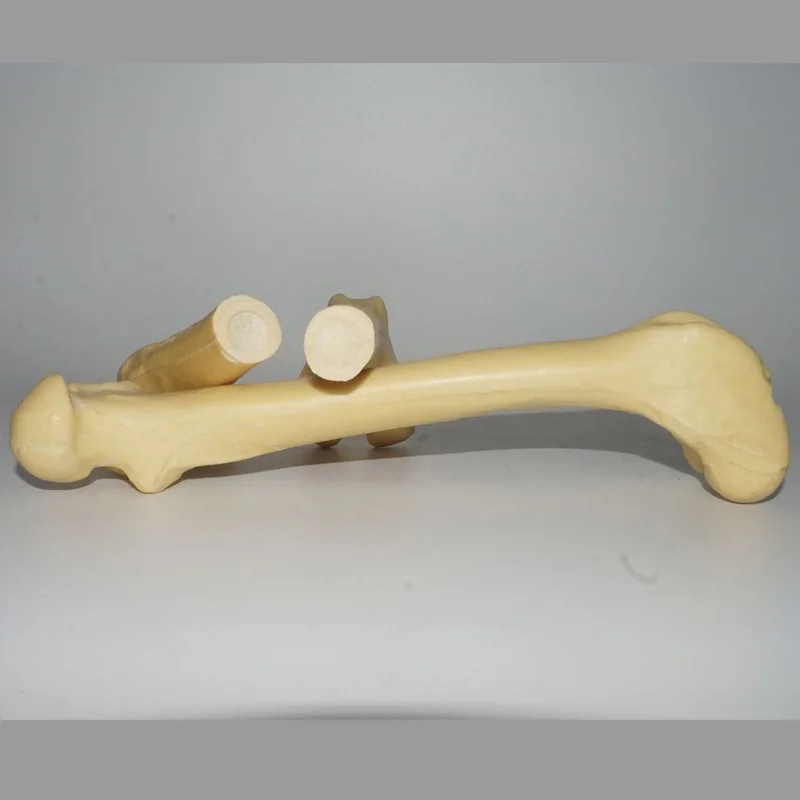 Modelo do osso do cão
