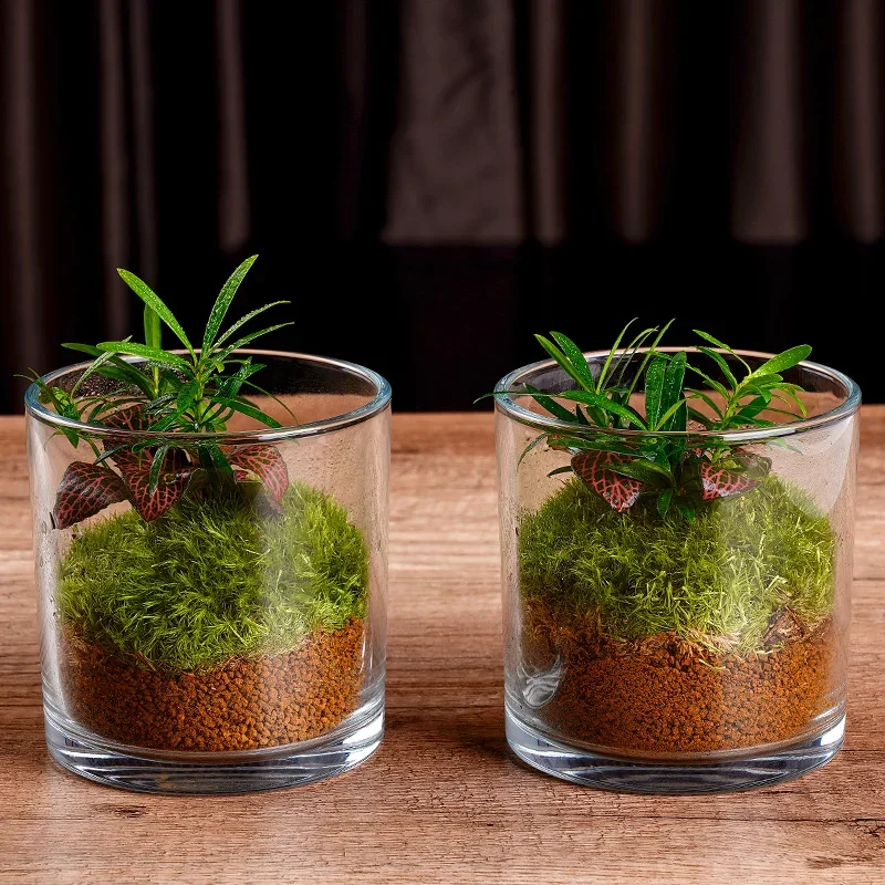 Creative Desktop Green Plant Micro Landscape Tea Table Plant Landscape Office Display