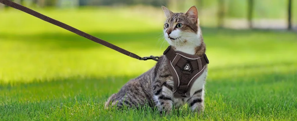 Reflective Cat Harness And Leash Set Adjustable Vest For Cats_voghion.com