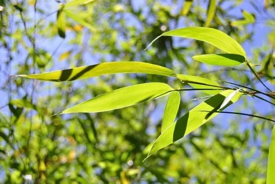 

450ml Carven Engraving 304 Stainless Steel Cocktail Shaker Japanese Style Bar Shaker Professional Bartende Bar Tools