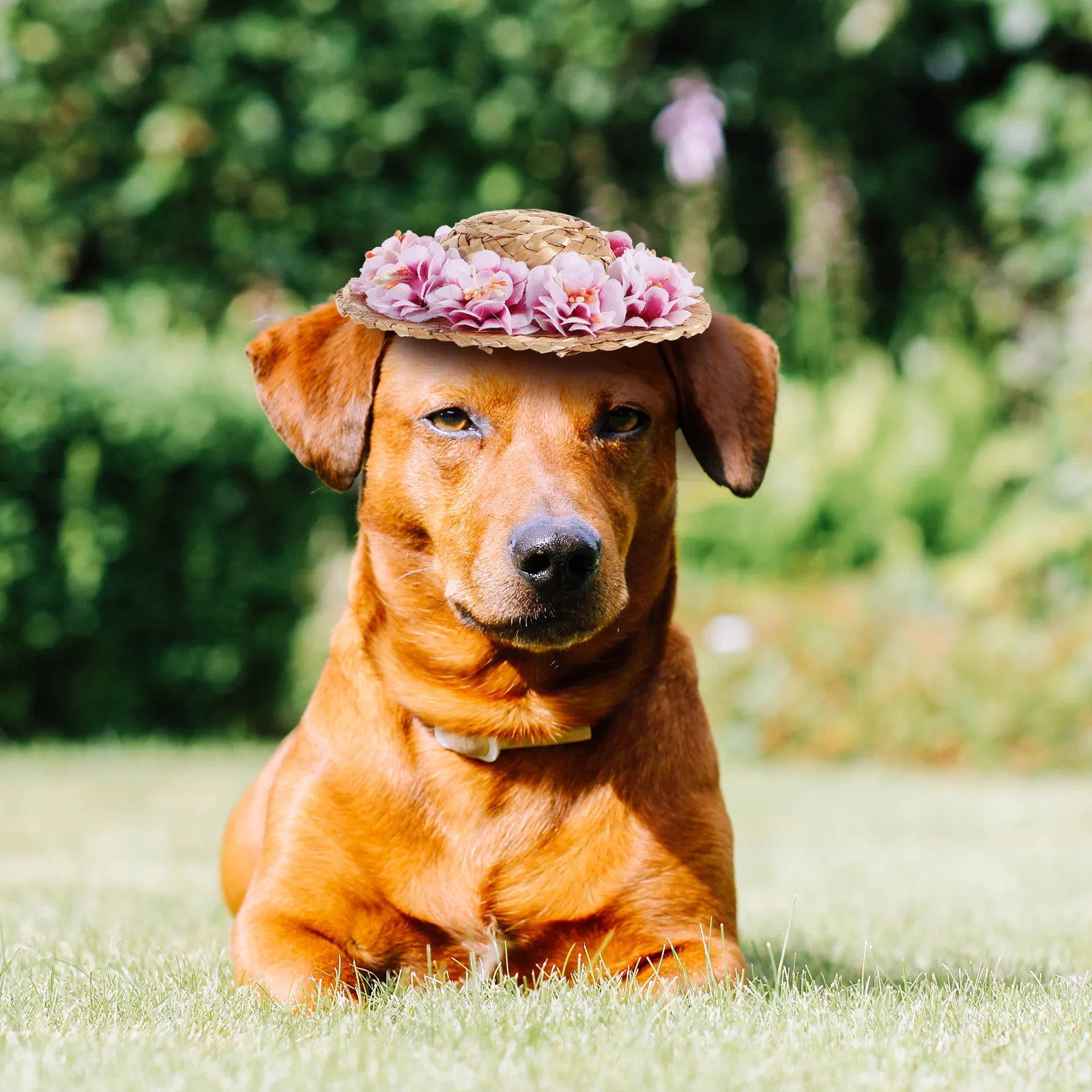 

Dog Straw Hat Cute Pet Hats for Small Dogs Summer Accessories Bucket Headdress Large Costume Flower Sun