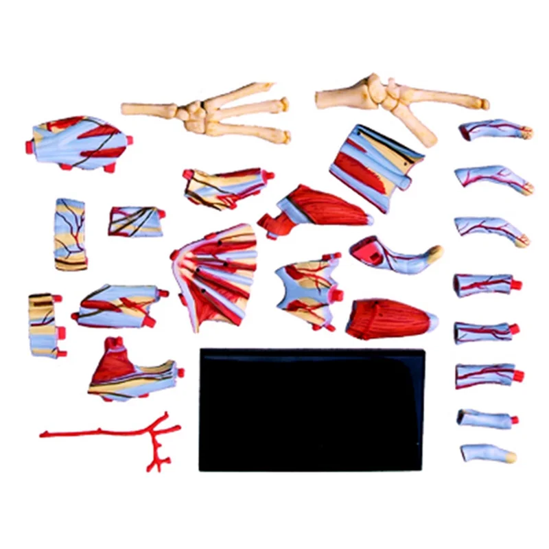 

Popular Medical-Torso Human Body Model Removable Parts Education Organs Model for Teaching Study Class Students(Hand Model)