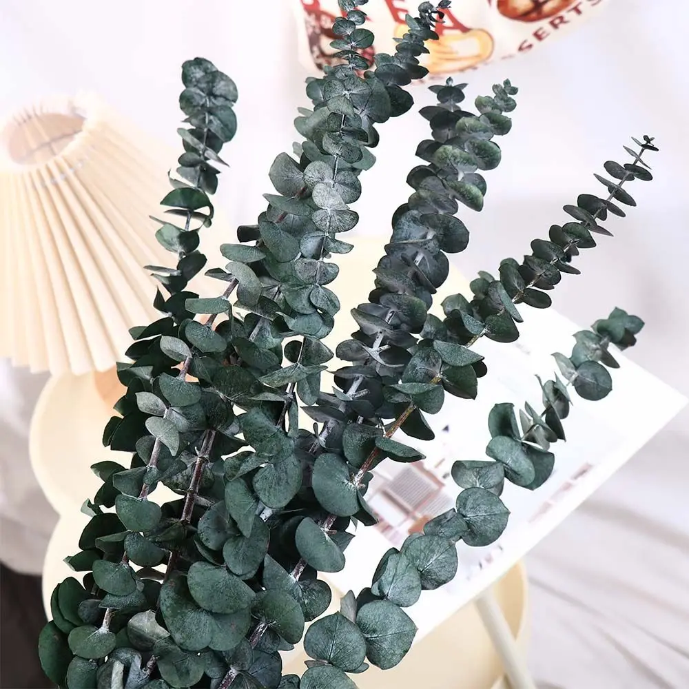 

10 Pcs Real Leaves Hanging Dried Eucalyptus Large Green Preserved Eucalyptus Stems Multi-Purpose 22 inch Home Decoration Shower