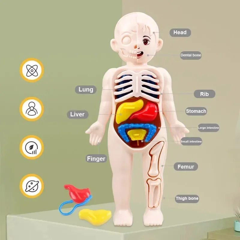 Menschlicher Körper DIY Montage 3D Puzzle Anatomie Modell Lehre Prozess Orgel Zusammengebautes Spielzeug Körper Orgel Bildung für Kinder