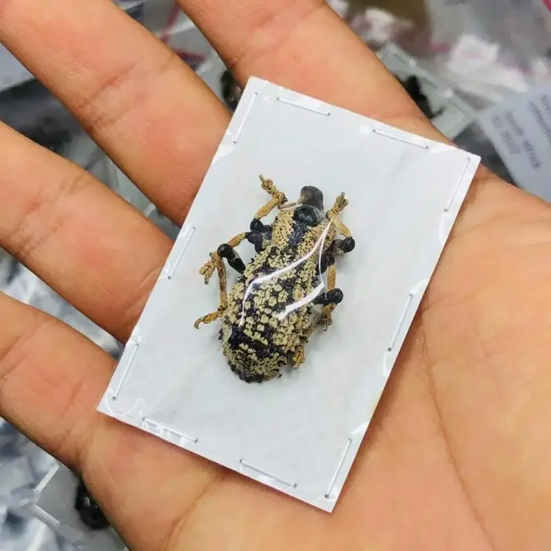 

1pc Real KING CHAFER Specimen Goliathus Albosignatus Kirkianus Beetle Insect Photography Collection Natural Gift Home Decor