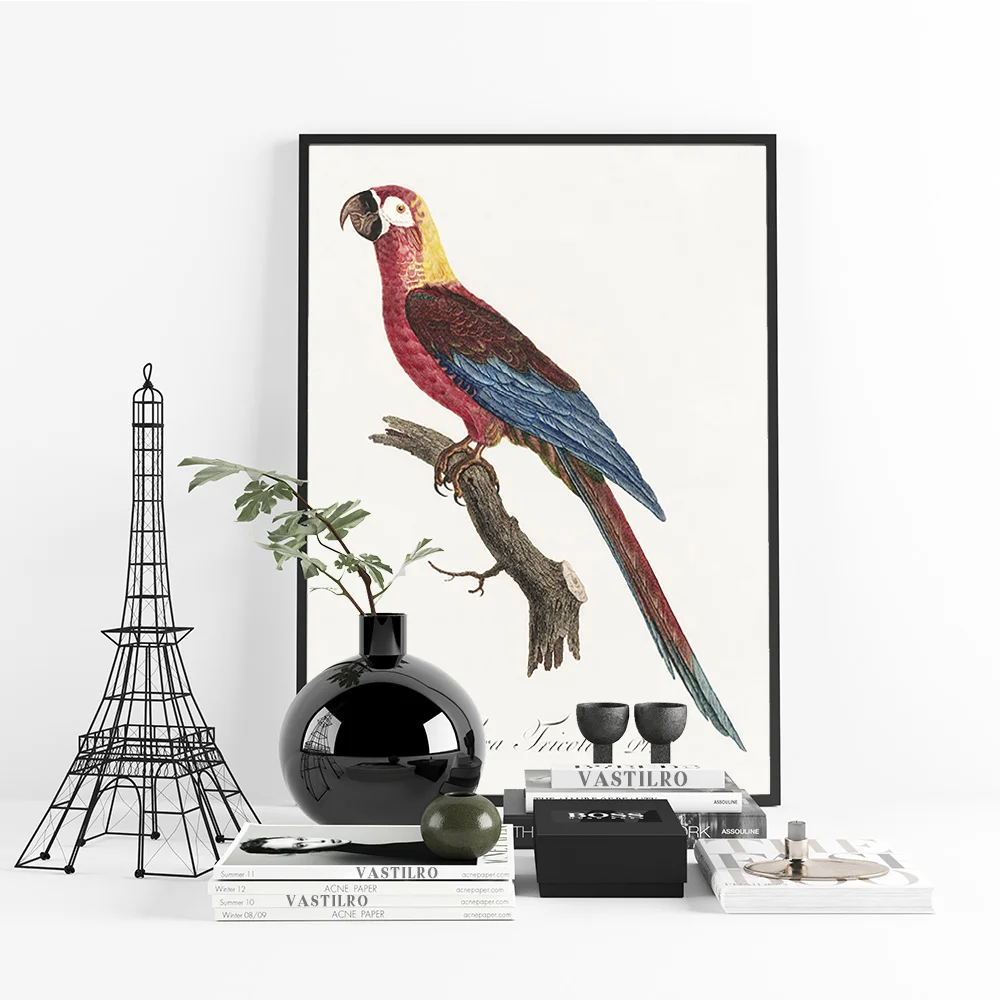 Parrot Bird Animal Illustrated Handbook Poster Canvas Painting Vintage Print Art Wall Stickers Decor