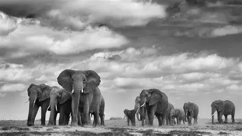 5Style Choose Elephant Animal Art Silk Print Poster For Living Room Decor Home Wall Picture