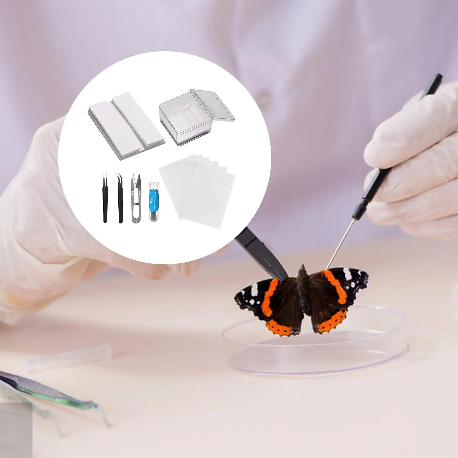 Insect Specimen Making Tools DIY Butterfly Specimen Tools Reusable Taxidermy And Entomology Kit For Science Education Learning