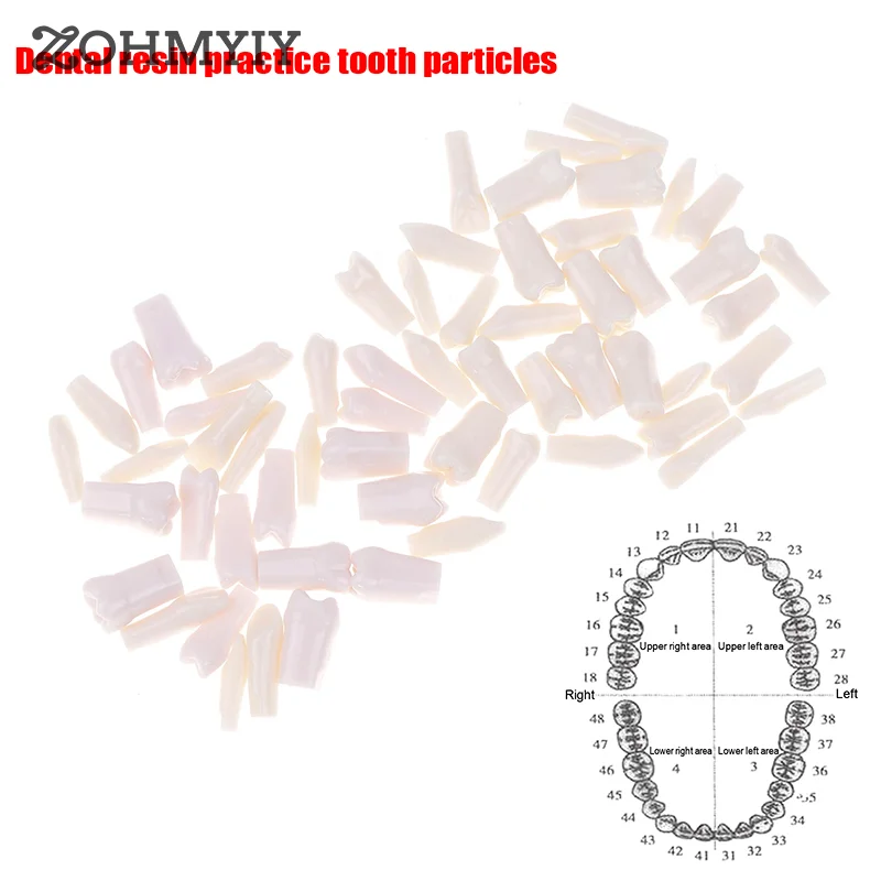 

10/28/32 шт., зубные модели для подготовки
