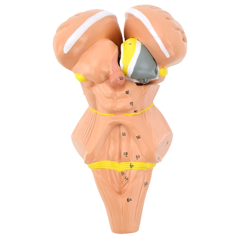 Brainstem Mesothalamic Nucleus Model Human Brain Thalamus Brain Anatomy Nervous System