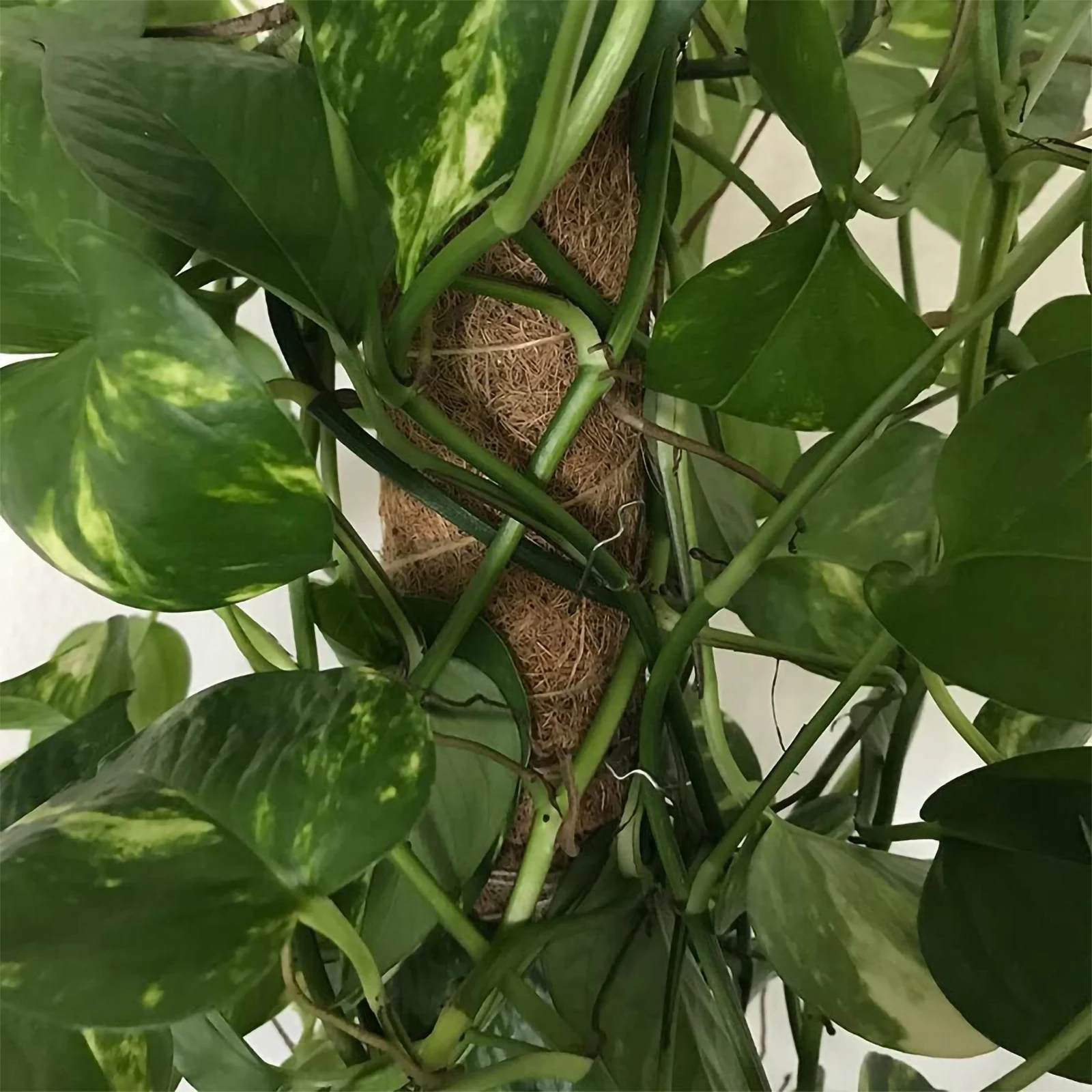 100 قطعة دبابيس حديقة على شكل حرف U متعددة الاستخدام إكليل الحرفية صنع دبابيس تشكيلة زهور أدوات دائم ساحة الحديقة خيمة حصة تأمين الوتد