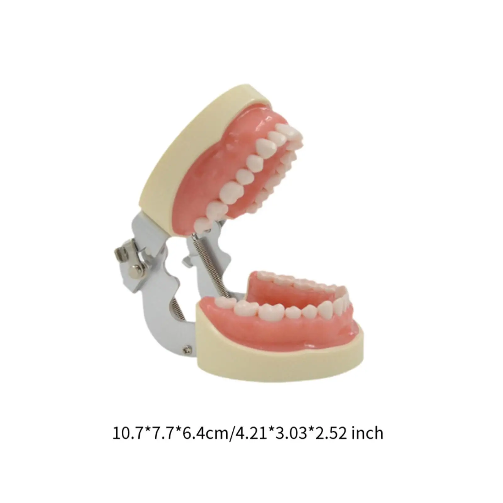 Tooth Model Learning Multifunctinal Tooth Teach Practice Model Demonstration Tooth Model Kids Dental Teaching Brushing Model