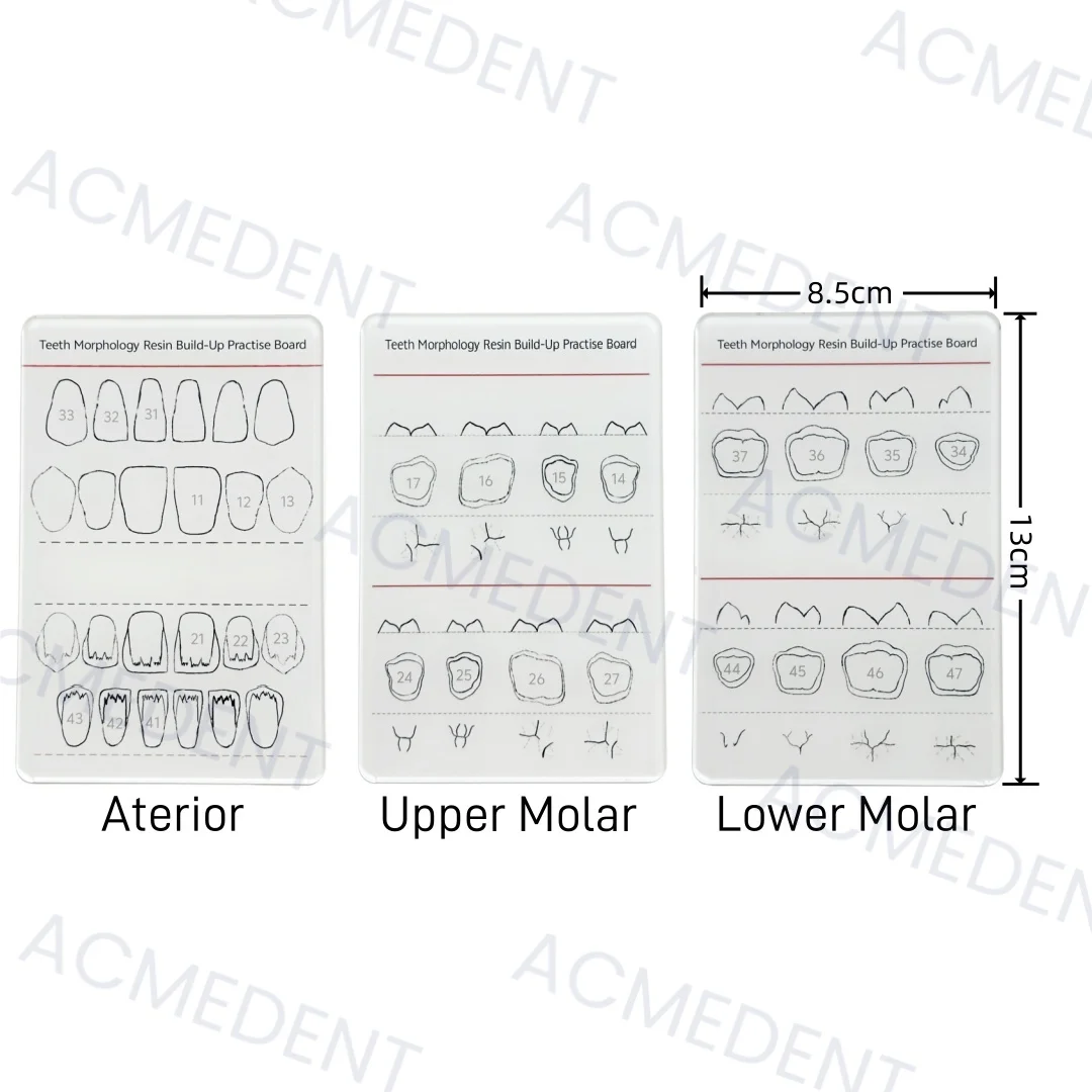3 rozmiary zęby dentystyczne morfologia żywica budowanie tablica do ćwiczeń żywica kompozytowa szablon do napełniania deska morfologiczna praktyka