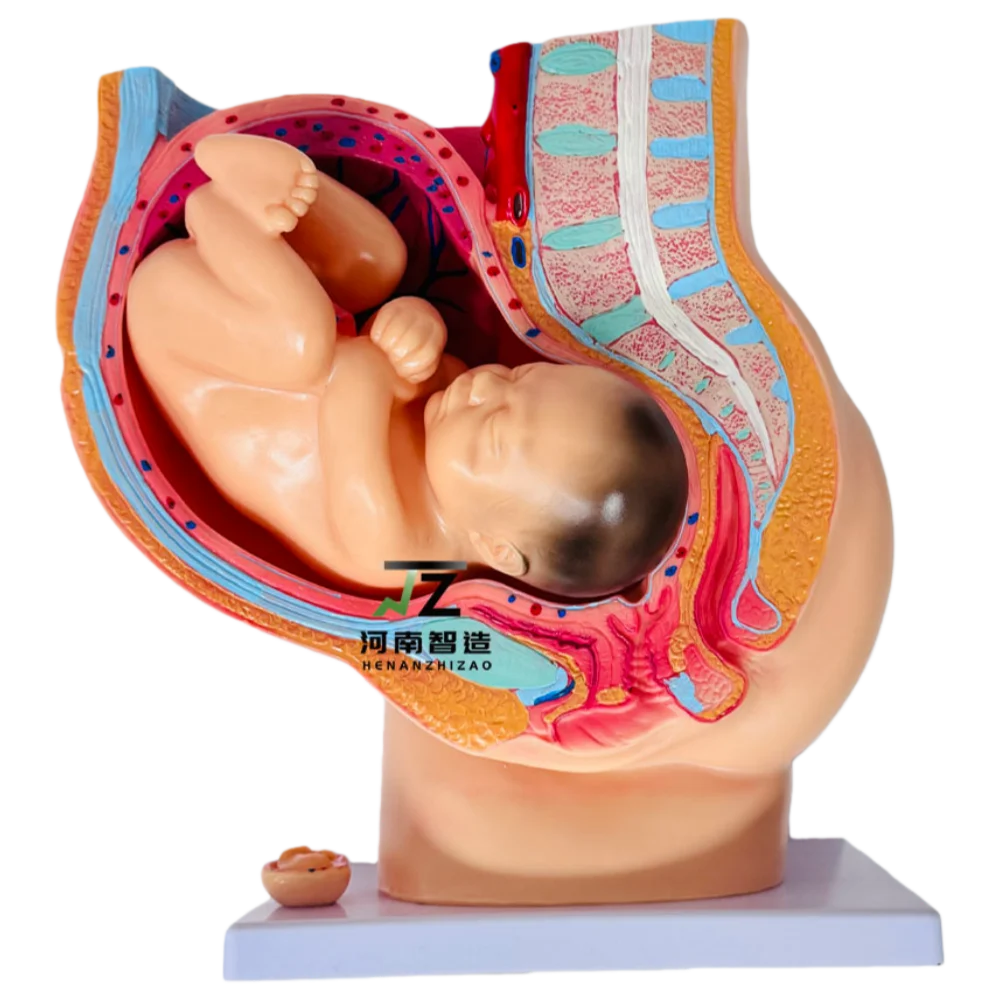 Medical Nine-month Embryo Model Female Pregnancy Sagittal Anatomical Model with Fetus 4 Parts