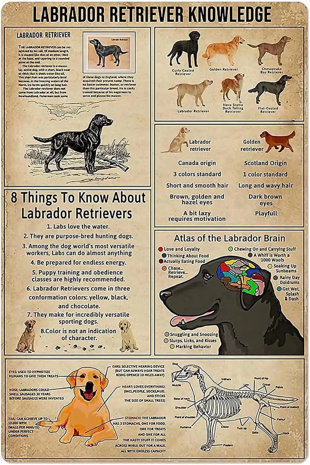 Labrador Retriever Knowledge Metal Tin Sign Atlas Of The Labrador Brain Funny Poster Cafe Pet Shop School Education Living Room 