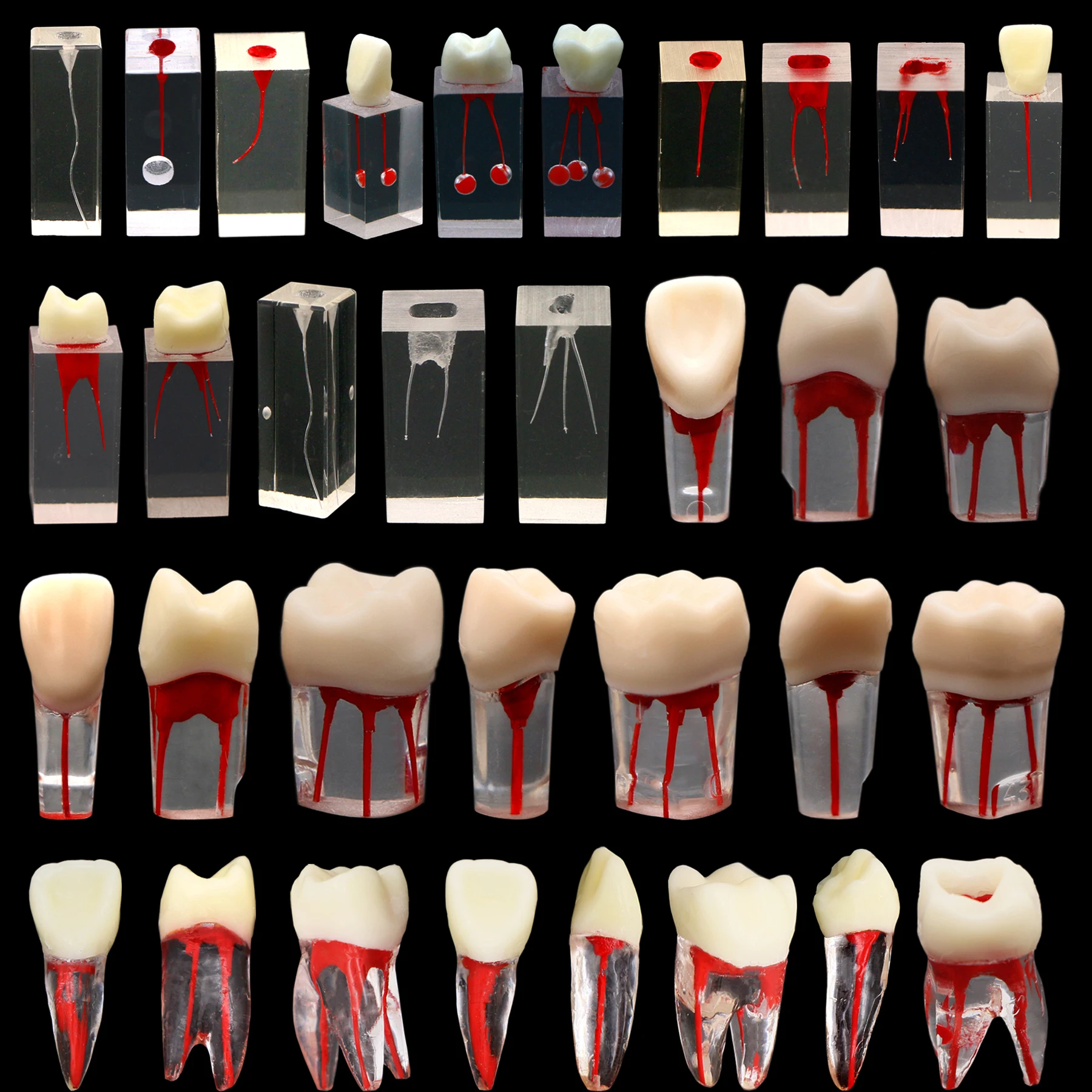 10PC Endodontic Teeth Model Dental Practice Root Canal Block Dentistry RCT Pulp Cavity Endo Teeth Training Teaching Study Model