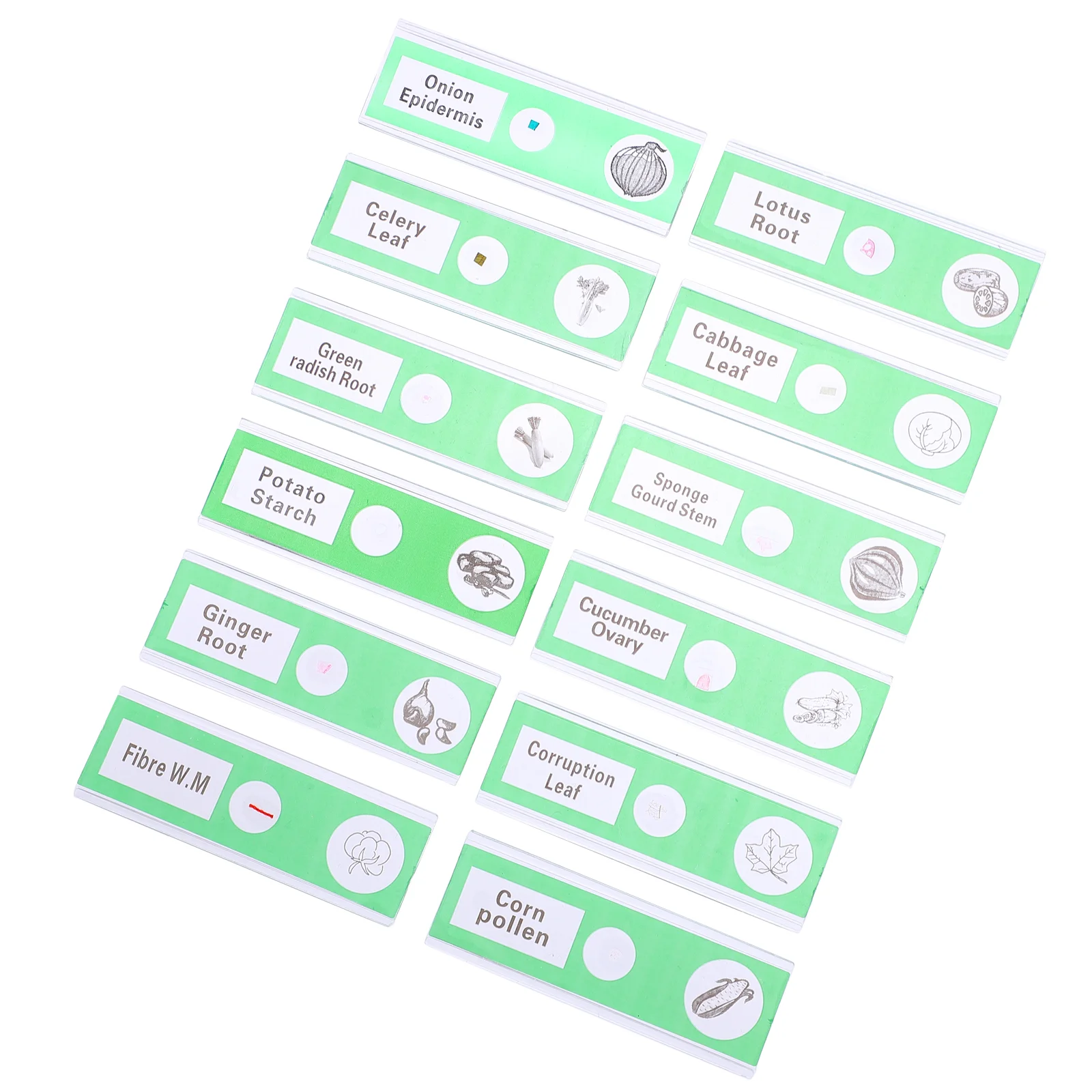 12 Pcs Glass Slide Microscope Slides Collection Stereo for Kids Vegetable Sample Specimens Green Child