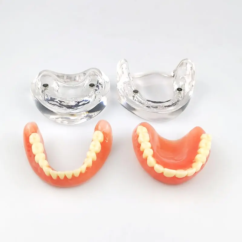 Dental Teaching Model Complete Denture Dental Teeth Standard Teeth Model