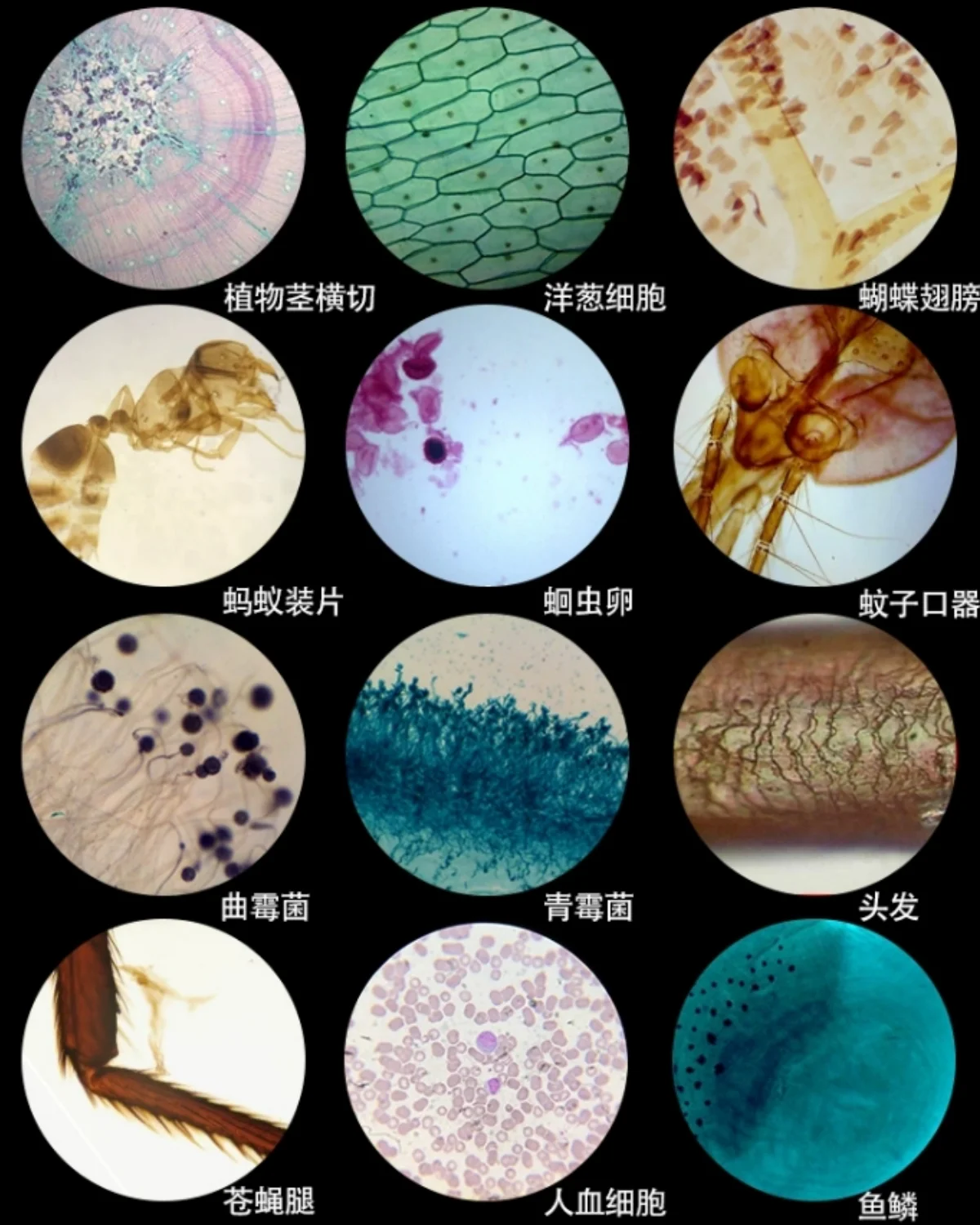 25PC Slices Microscope Slides Plants Animal Human Tissue Specimen Water Flea Sample Section Biological Permanent Slicing Lab