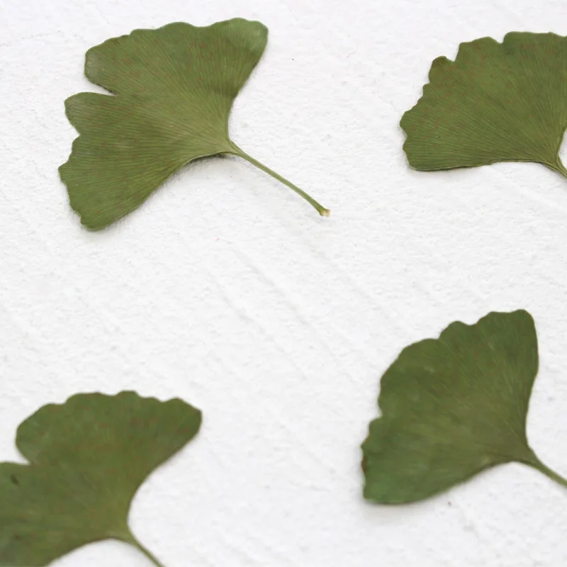 12pcs/3-5cm,Ginkgo biloba real leaf pressed plant specimen DIY dried flowers embossed photo frame bookmark candle plant material