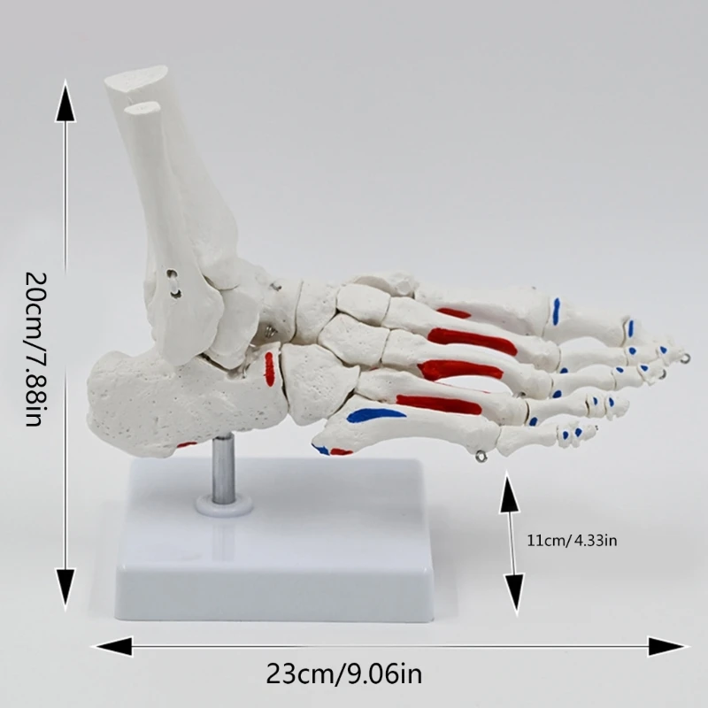 인간의 발 관절 해골 모델 의료 모델 PVC 발 관절 해부학 모델 의료 연구를위한 교육 모델