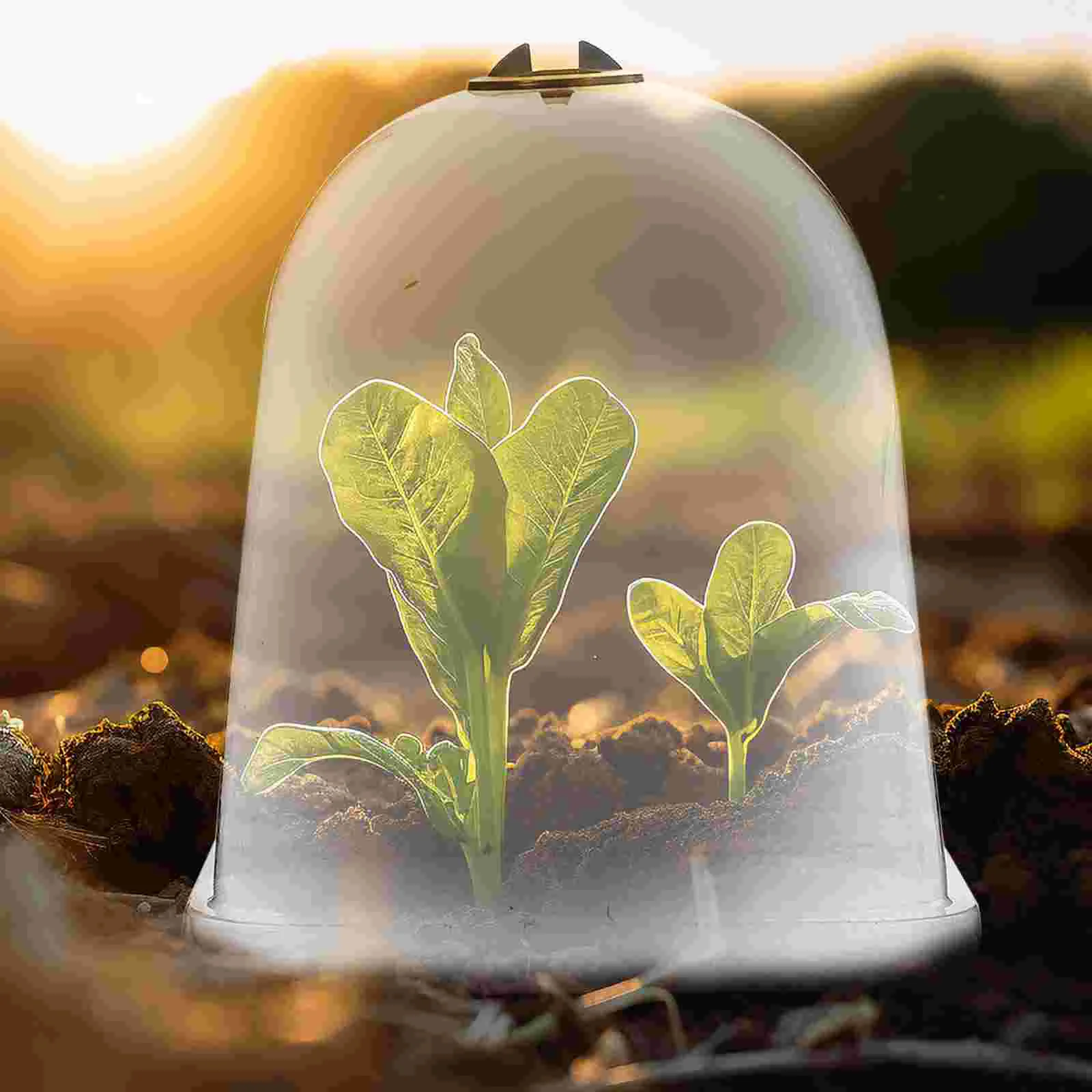 Capa de isolamento planta umidade cúpula ferramenta jardinagem vegetal berçário capô cloche plantas