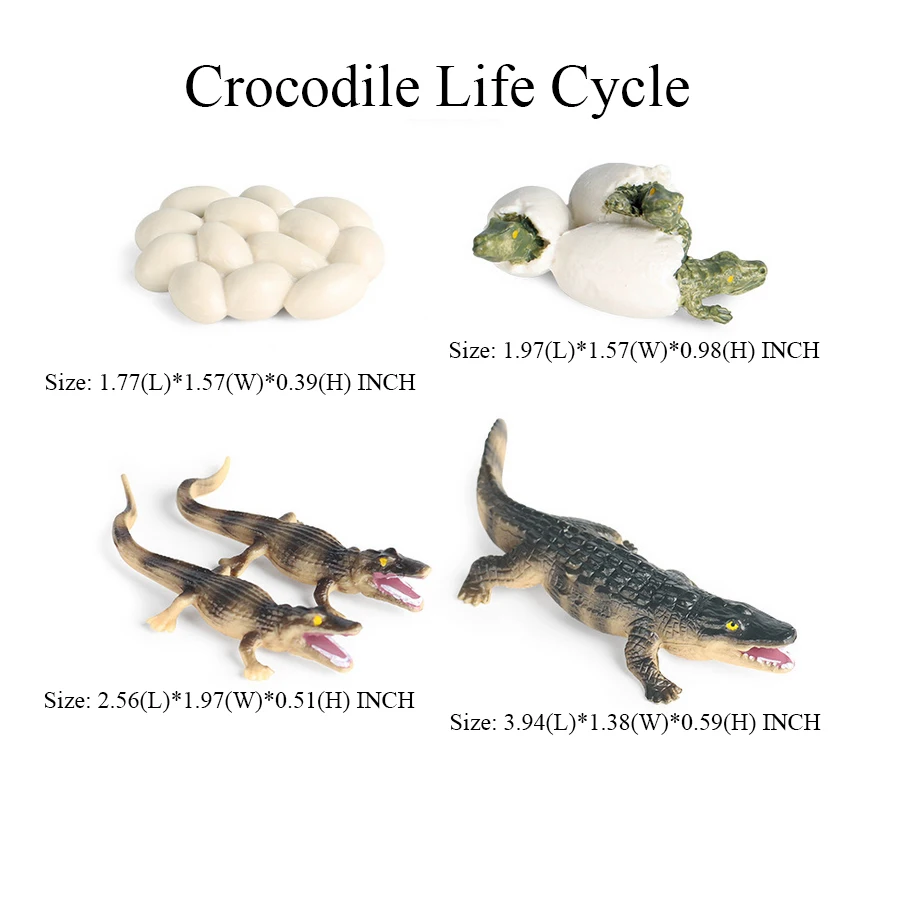 Crocodile Figurine Alligator Model Life Cycle Figures Set Reptile Animal Figurines Action Figure Toy Animals Kids Toys Hot Gifts